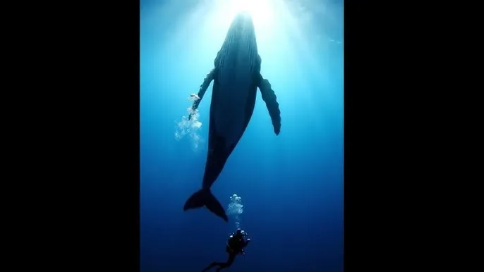 凌晨三点3 电影在线观看 - 深蓝星球：探索海洋深处的未知世界